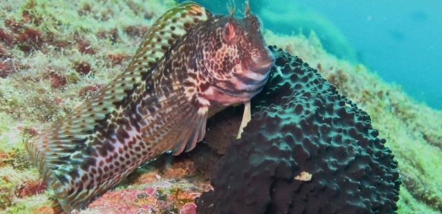  Peces encontrados duranle la inmersión 