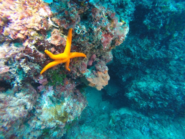  Una hermosa estrella de mar