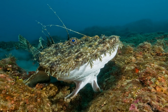  Fauna marina 