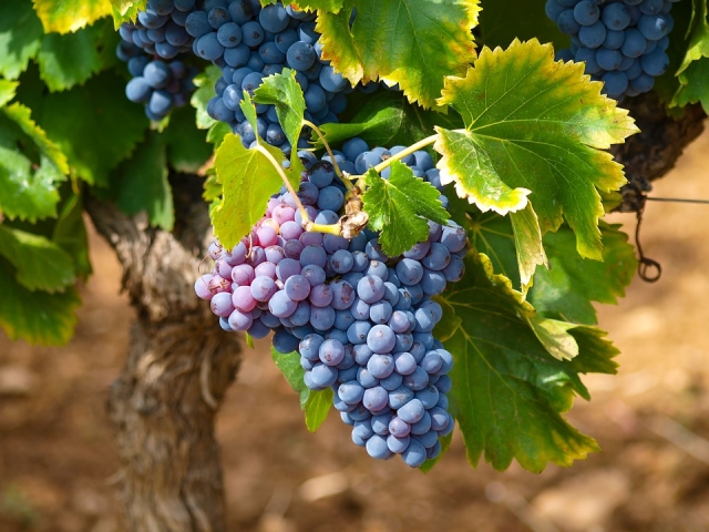  De donde viene el vino 