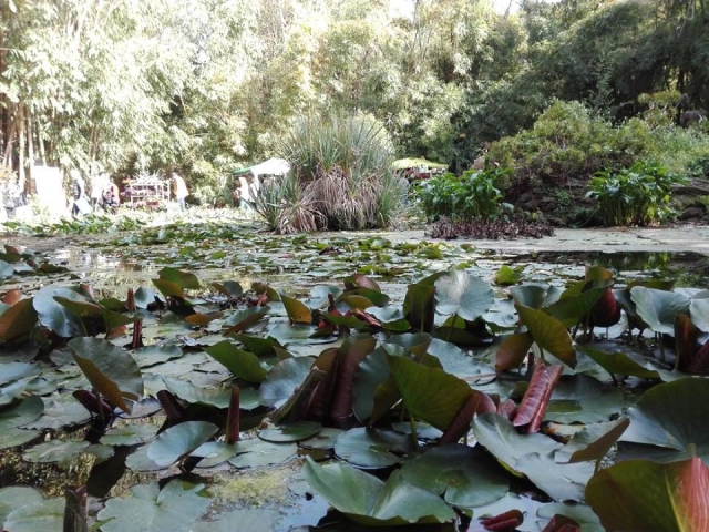  El jardín botánico 