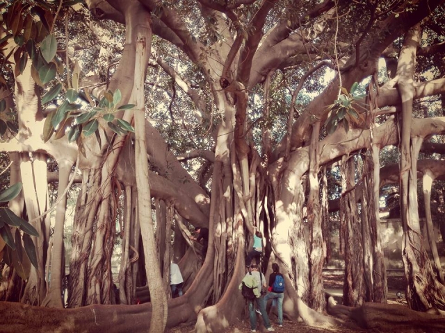  Jardín botánico 