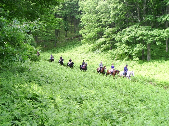  caminando en el bosque