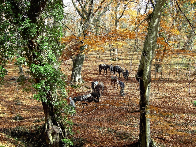  inmerso en el bosque 