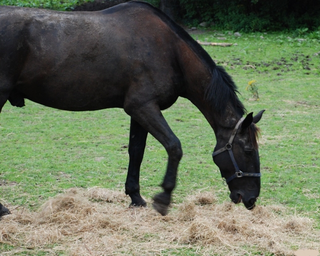  Caballo estacionado 