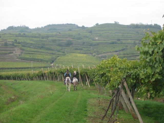  A caballo por los viñedos 