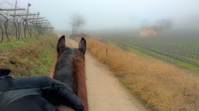  Disfrule de la paz de la naturaleza a caballo 