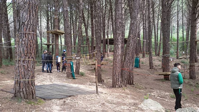  Caminos entre los árboles 