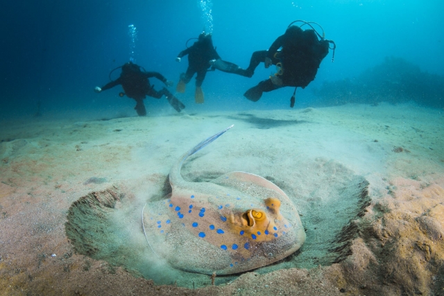  descubriendo el fondo marino 