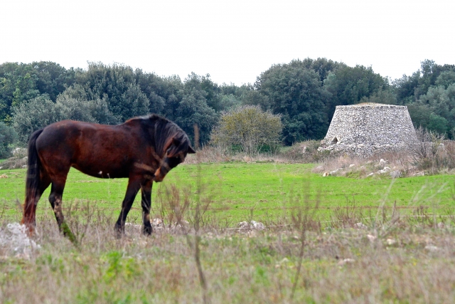  Un caballo en el prado 