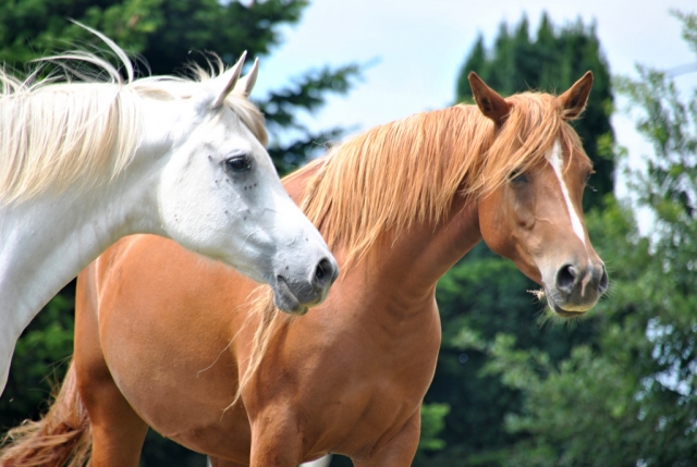  Dos hermosos caballos 