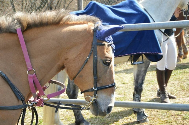  Caballo maravilloso 