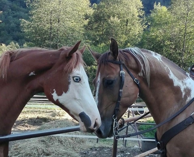  Paint Horse 