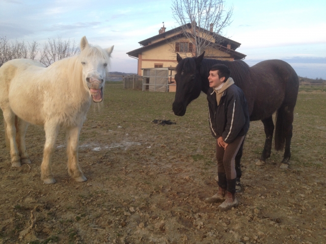  Caballos felices en manada 