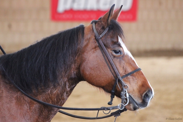  Caballo marrón 
