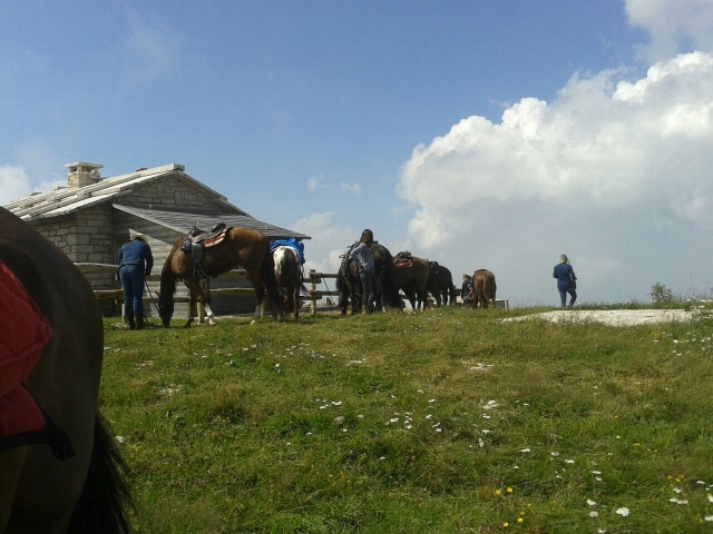  Nuestros maravillosos caballos 