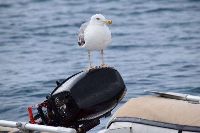  Un nuevo compañero de viaje 