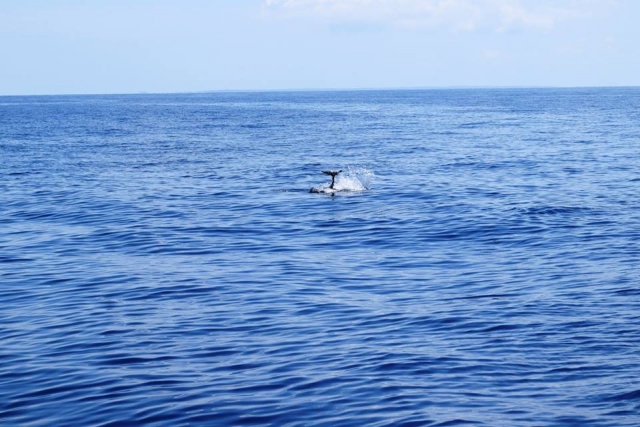  Navegación con delfines 
