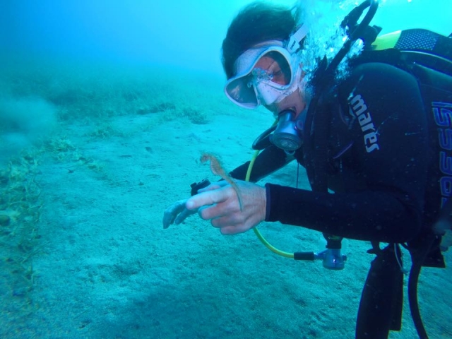  Descubriendo caballitos de mar 