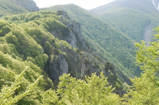  Vegetación calabresa 