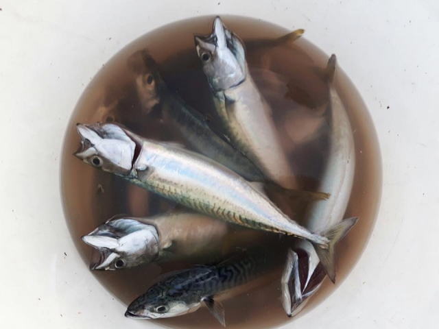  Los frutos de la pesca