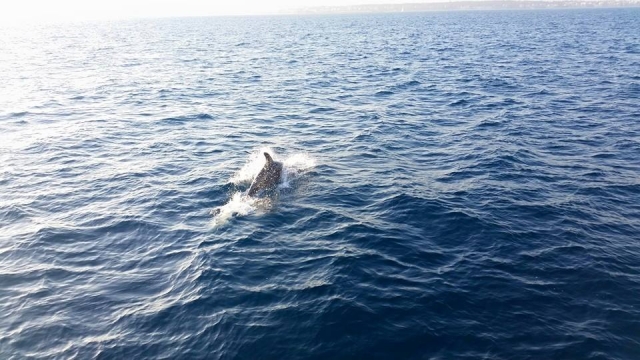  en compañía de delfines 