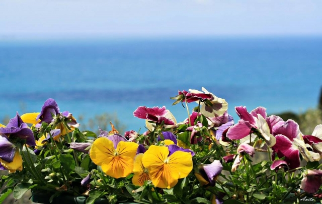  las flores de la costa 