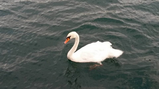  Encuentros en el mar 