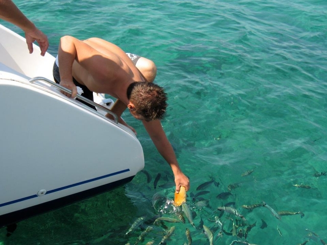  alimentando a los pequeños peces 