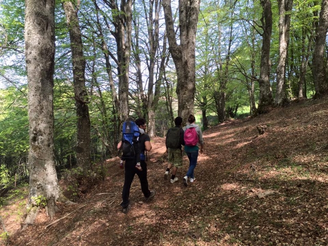  Trekking en el bosque 