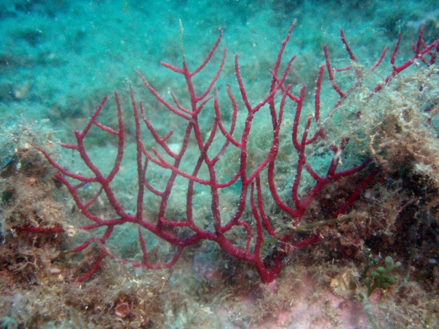  Los colores que puede admirar 