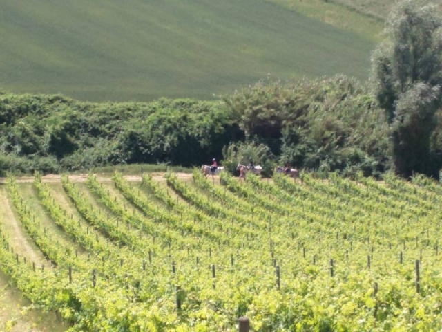Caminando por los viñedos 