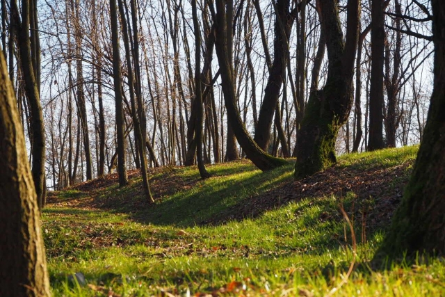  Caminando por el bosque 