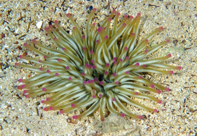  los colores del fondo marino 