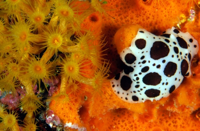  los fondos de colores 