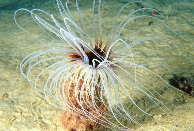  la especie de fauna protegida 
