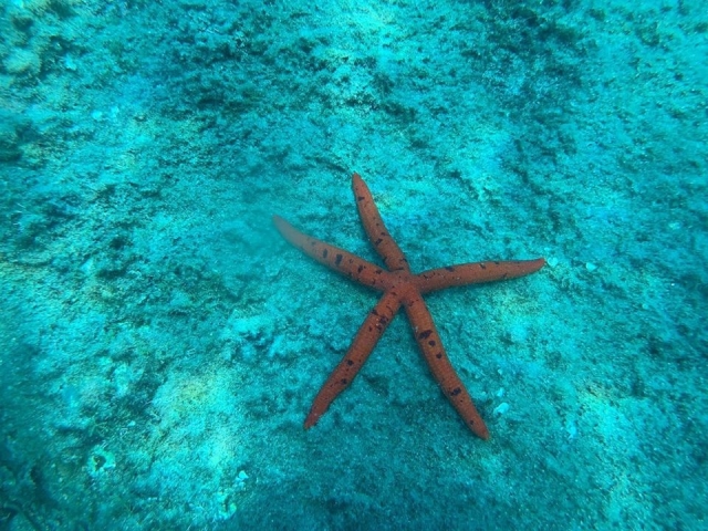  Las maravillas del fondo 