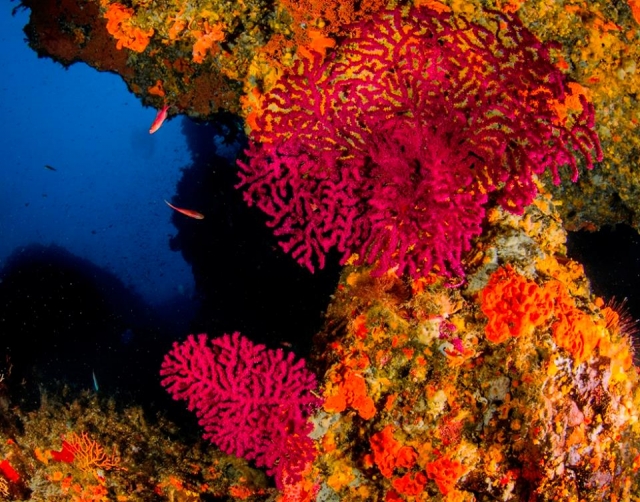  colores del fondo marino 