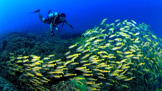  lo que encontrarás bajo el agua 