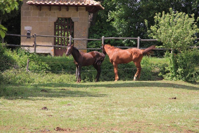  los caballos en nuestro rancho 