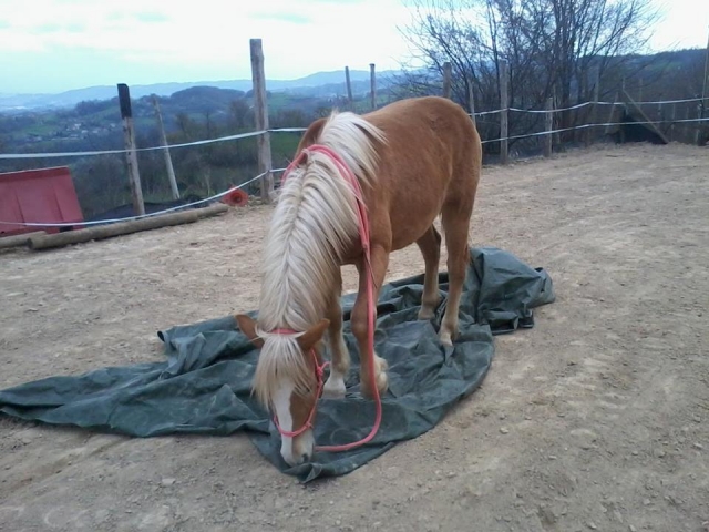  El caballo en el recinto 
