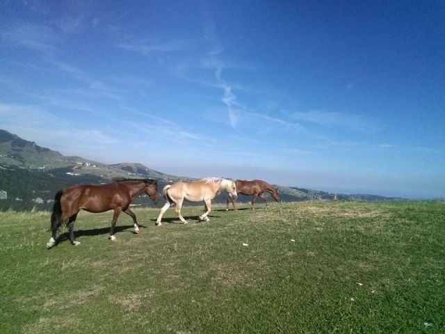  En la naturaleza 