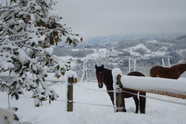  Entre prados nevados 