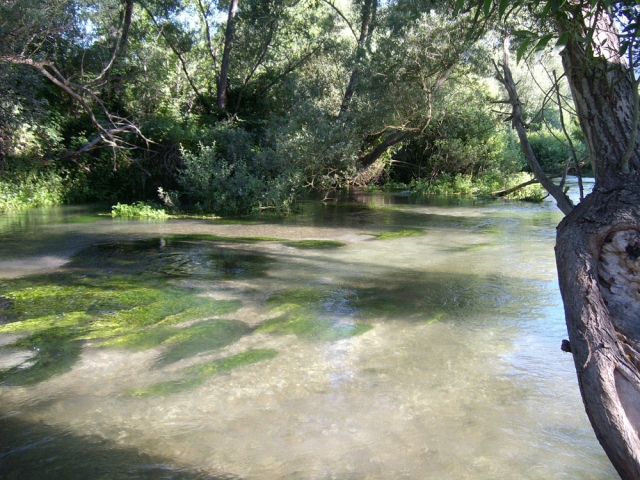  ríos llenos de peces 