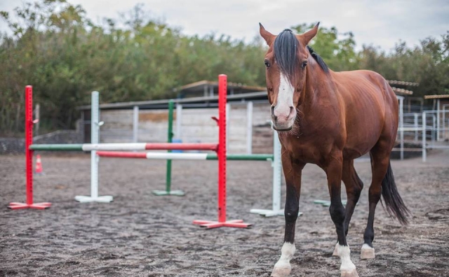  nuestros caballos