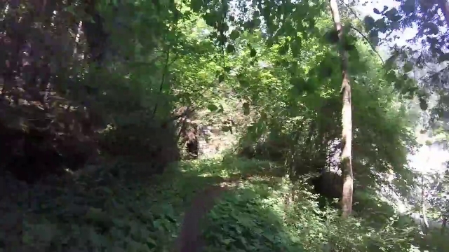 perderías un bosque así que