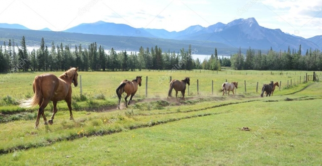 Nuestros caballos 