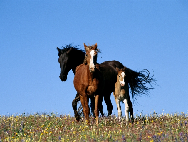  Diferentes tipos de caballos le esperan 