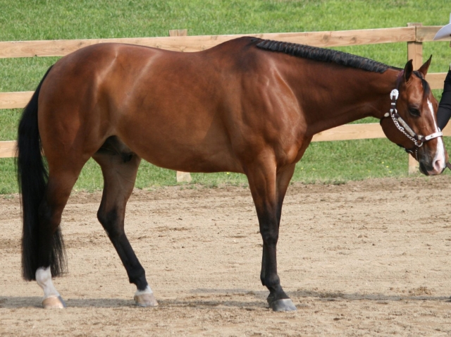  Quarter horse 