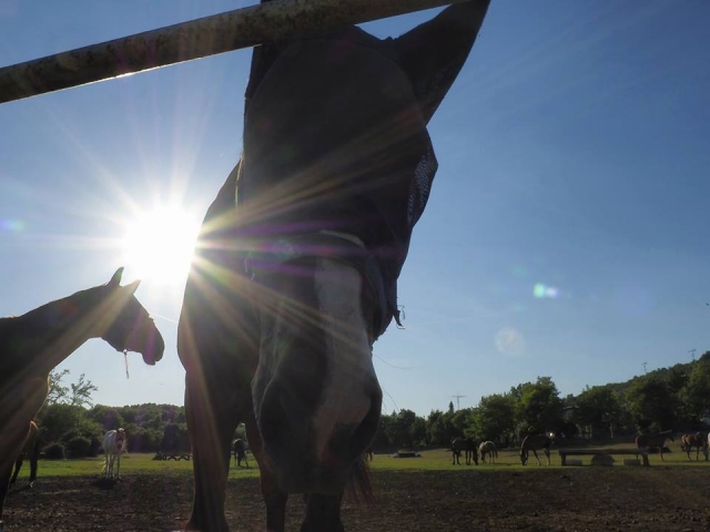  Un selfie de caballo